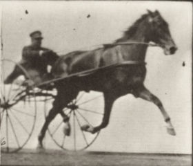 Plate 613 'Nellie Rose' trotting, harnessed to sulky — figure reference